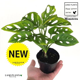 マドカズラ（窓葛） 3号 ポット苗 1鉢 モンステラ 観葉植物 friedrichsthalii