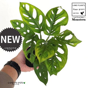 }hJYij 3 |bgc 1 Xe ϗtA friedrichsthalii