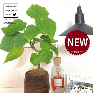 Ex[^i3DJ[uȂj Ebh yCg픫 STCY yRRt@Co[EMz Ex[^ tBJX uE F   ؖڒ EH[ibg Ficus umbellata