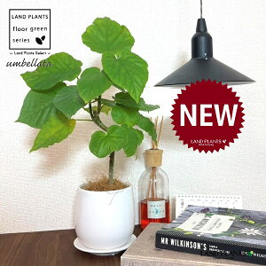 Ex[^i3DJ[uȂj F hbv^ 픫 STCY yRRt@Co[EMz Ex[^ tBJX Ficus umbellata