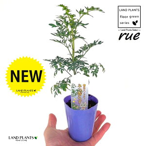 [ ilR炸F1dāj2.5 |bgc 1 L L悯 R[ K[f[ [n[u [n[ w[_ [w[_ common rue Ruta graveolens L.