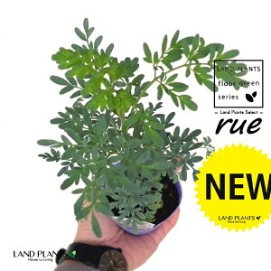 [ ilR炸F1dāj2.5 |bgc 1 L L悯 R[ K[f[ [n[u [n[ w[_ [w[_ common rue Ruta graveolens L.