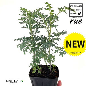 [ ilR炸F2dāj 3.5 |bgc 1 L L悯 R[ K[f[ [n[u [n[ w[_ [w[_ common rue Ruta graveolens L.