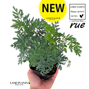 [ ilR炸F2dāj 3.5 |bgc 1 L L悯 R[ K[f[ [n[u [n[ w[_ [w[_ common rue Ruta graveolens L.