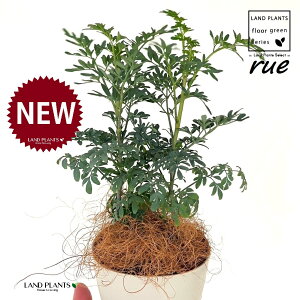 [ ilR炸F2dāj 4 F vX`bN 1 yRRt@Co[z L L悯 R[ K[f[ [n[u [n[ w[_ [w[_ common rue Ruta gra