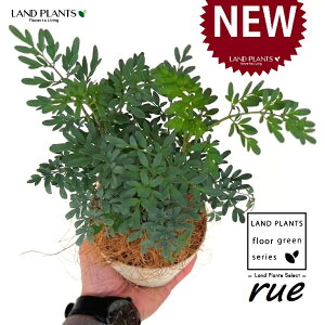 [ ilR炸F2dāj 4 F vX`bN 1 yRRt@Co[z L L悯 R[ K[f[ [n[u [n[ w[_ [w[_ common rue Ruta gra