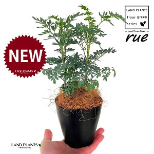 [ ilR炸F2dāj 4 F vX`bN 1 yRRt@Co[z L L悯 R[ K[f[ [n[u [n[ w[_ [w[_ common rue Ruta gra