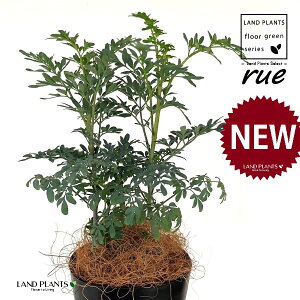 [ ilR炸F2dāj 4 F vX`bN 1 yRRt@Co[z L L悯 R[ K[f[ [n[u [n[ w[_ [w[_ common rue Ruta gra