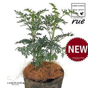 [ ilR炸F2dāj F X|bg V_[^ 픫 1 yRRt@Co[z L L悯 R[ K[f[ [n[u [n[ w[_ [w[_ c