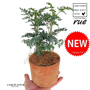 [ ilR炸F2dāj F X|bg V_[^ 픫 1 yRRt@Co[z L L悯 R[ K[f[ [n[u [n[ w[_ [w[_ c