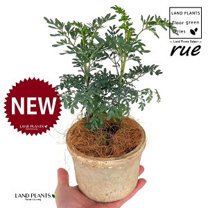 [ ilR炸F2dāj F X|bg V_[^ 픫 1 yRRt@Co[z L L悯 R[ K[f[ [n[u [n[ w[_ [w[_ c