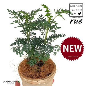 [ ilR炸F2dāj F X|bg V_[^ 픫 1 yRRt@Co[z L L悯 R[ K[f[ [n[u [n[ w[_ [w[_ c