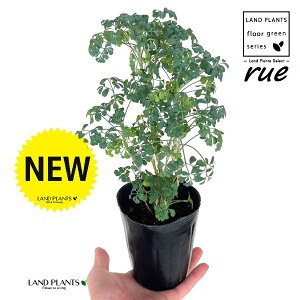 [ ilR炸Fu[[tj3.5 |bgc 1 L L悯 R[ K[f[ [n[u [n[ w[_ [w[_ u[[t[ common rue Ruta graveolens L.