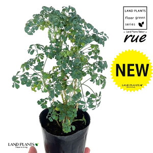 [ ilR炸Fu[[tj3.5 |bgc 1 L L悯 R[ K[f[ [n[u [n[ w[_ [w[_ u[[t[ common rue Ruta graveolens L.