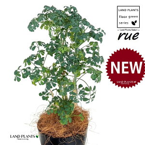 [ ilR炸Fu[[tj4 F vX`bN 1 yRRt@Co[z L L悯 R[ K[f[ [n[u [n[ w[_ [w[_ u[[