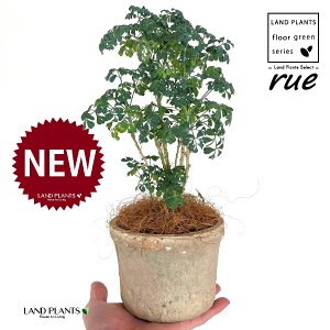 [ ilR炸Fu[[tjF X|bg V_[^ 픫 1 yRRt@Co[z L L悯 R[ K[f[ [n[u [n[ w[_ [w[