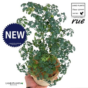 [ ilR炸Fu[[tjF X|bg V_[^ 픫 1 yRRt@Co[z L L悯 R[ K[f[ [n[u [n[ w[_ [w[