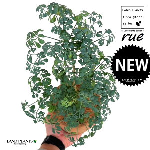 [ ilR炸Fu[[tj F X|bg V_[^ 픫 1 yRRt@Co[z L L悯 R[ K[f[ [n[u [n[ w[_ [w[