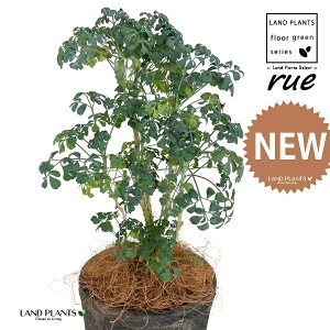 [ ilR炸Fu[[tj F X|bg V_[^ 픫 1 yRRt@Co[z L L悯 R[ K[f[ [n[u [n[ w[_ [w[