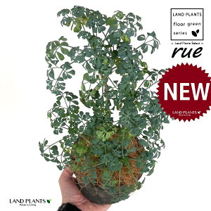 [ ilR炸Fu[[tj F X|bg V_[^ 픫 1 yRRt@Co[z L L悯 R[ K[f[ [n[u [n[ w[_ [w[