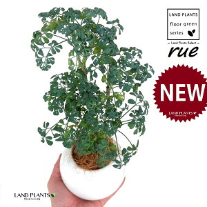 [ ilR炸Fu[[tj F ی^ 픫 1 yRRt@Co[EMz L L悯 R[ K[f[ [n[u [n[ w[_ [w[_ common rue Ruta