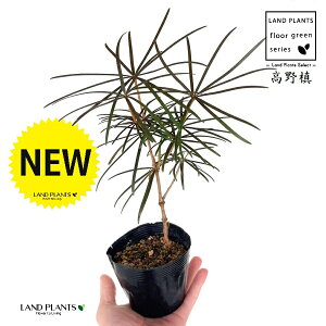 RE}Liꠁj 3.5 |bgc 1 RE    }L z}L Ime  Sciadopitys verticillata