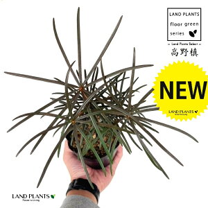 RE}Liꠁj 3.5 |bgc 1 RE    }L z}L Ime  Sciadopitys verticillata