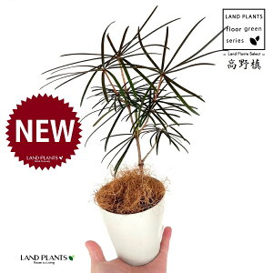 RE}Liꠁj 4 F vX`bN 1 yRRt@Co[z RE    }L z}L Ime  Sciadopitys verticillata