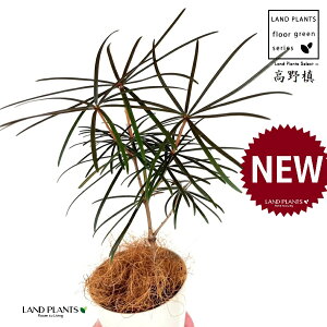 RE}Liꠁj 4 F vX`bN 1 yRRt@Co[z RE    }L z}L Ime  Sciadopitys verticillata