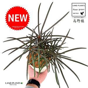 RE}Liꠁj 4 F vX`bN 1 yRRt@Co[z RE    }L z}L Ime  Sciadopitys verticillata