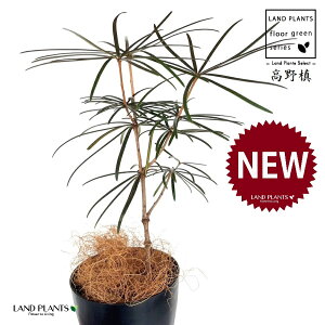 RE}Liꠁj 4 F vX`bN 1 yRRt@Co[z RE    }L z}L Ime  Sciadopitys verticillata