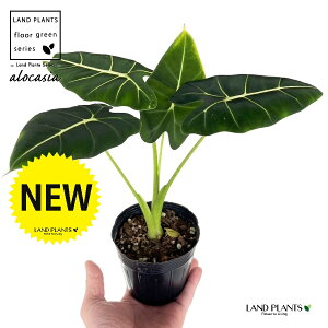 AJVAiO[xxbgj 3.5 |bgc 1 A[JVA  TgC o NYC Alocasia 'Green Velvet'