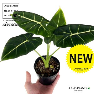 AJVAiO[xxbgj 3.5 |bgc 1 A[JVA  TgC o NYC Alocasia 'Green Velvet'