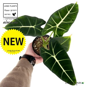 AJVAiO[xxbgj 3.5 |bgc 1 A[JVA  TgC o NYC Alocasia 'Green Velvet'