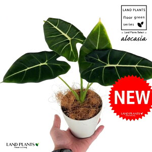 AJVAiO[xxbgj 4 F vX`bN 1 yRRt@Co[z A[JVA  TgC o NYC Alocasia 'Green Velvet'
