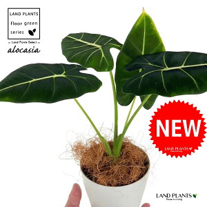AJVAiO[xxbgj 4 F vX`bN 1 yRRt@Co[z A[JVA  TgC o NYC Alocasia 'Green Velvet'