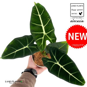 AJVAiO[xxbgj 4 F vX`bN 1 yRRt@Co[z A[JVA  TgC o NYC Alocasia 'Green Velvet'