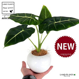 AJVAiO[xxbgj F ی^ 픫 1 yMERRt@Co[z A[JVA  TgC o NYC Alocasia 'Green Velvet'