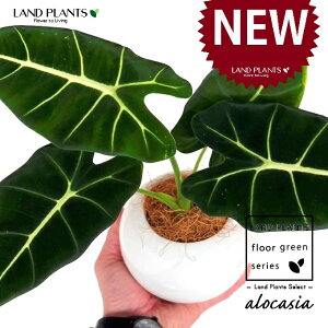 AJVAiO[xxbgj F ی^ 픫 1 yMERRt@Co[z A[JVA  TgC o NYC Alocasia 'Green Velvet'