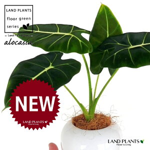 AJVAiO[xxbgj F ی^ 픫 1 yMERRt@Co[z A[JVA  TgC o NYC Alocasia 'Green Velvet'