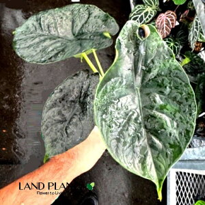 AJVAiO[jR[j 3.5 |bgc 1 A[JVA  TgC o NYC Alocasia eGreen Unicornf