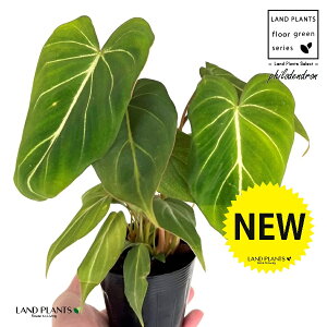 �t�B���f���h�����i�O�����I�T���j 3.5�� �|�b�g�c 1�� �O�����I�[�T�� Philodendron Gloriosum