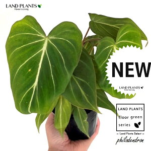 �t�B���f���h�����i�O�����I�T���j 3.5�� �|�b�g�c 1�� �O�����I�[�T�� Philodendron Gloriosum