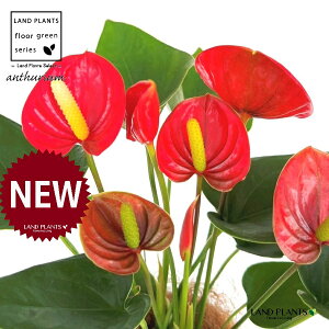 AXEibhFԐFj F ی^ 픫 1 yRRt@Co[EMz AX[ IIxjE` xjE` Anthurium