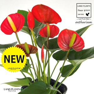 AXEibhFԐFj 3 |bgc 1 AX[ IIxjE` xjE` Anthurium