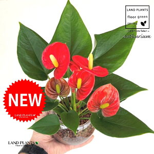 yk͔|zAXEibhFԐFj {[^ KXe 1 ynCh{[AEĕz AX[ IIxjE` xjE` nChJ`[ ͔|nChR[