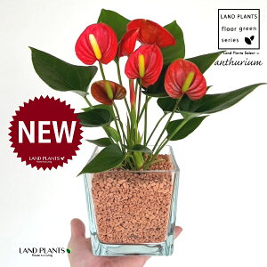 【水耕栽培】アンスリウム(レッド:赤色) キューブ型 ガラス容器 1鉢 【セラミス植え・育て方】 アンスリューム オオベニウチワ ベニウチワ ハイドロカルチャー 水栽培セラミスグラニュ