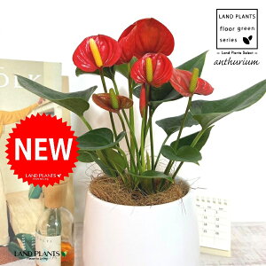 AXEibhFԐFj Zg hbv^ 픫 1 yRRt@Co[EMz AX[ IIxjE` xjE` Anthurium