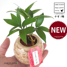 縁結びの木（梛：ナギ） 砂色 小紋柄 丸型 陶器鉢 1鉢 セラミス植え ハイドロカルチャー ハイドロ 水耕栽培 セラミス ナギの木 梛木 椥 凪 熊野三山 神木 鉢植え 鉢 陶器 陶器製 命名 名付け 名前に使う Nageia nagi