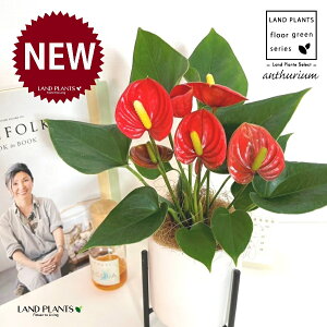 AXEibhFԐFj ACAX^ht  픫 F STCY 1 yACAX^hERRt@Co[z AX[ IIxjE` xjE` Anthurium